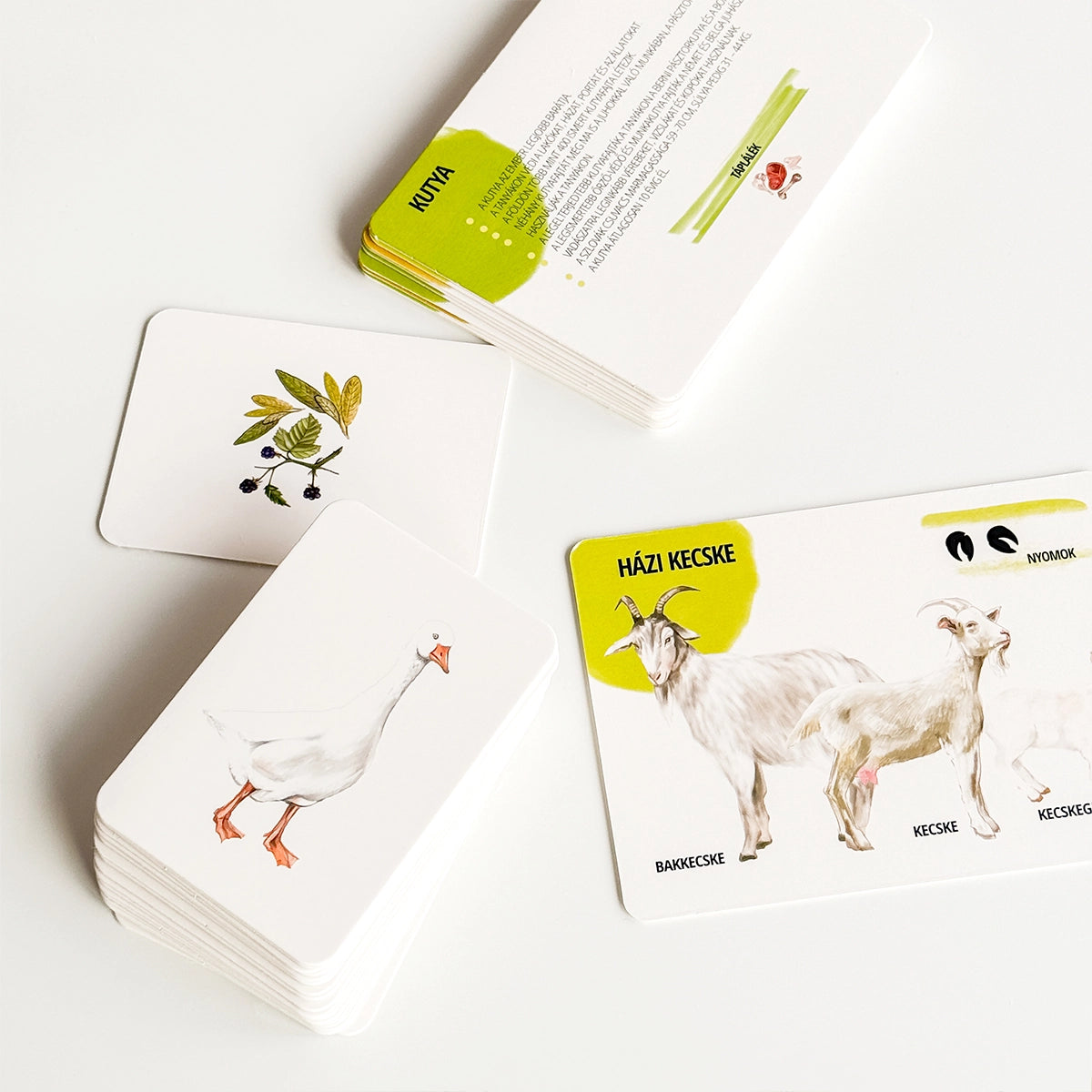 Csomag - Háziállatok -50%