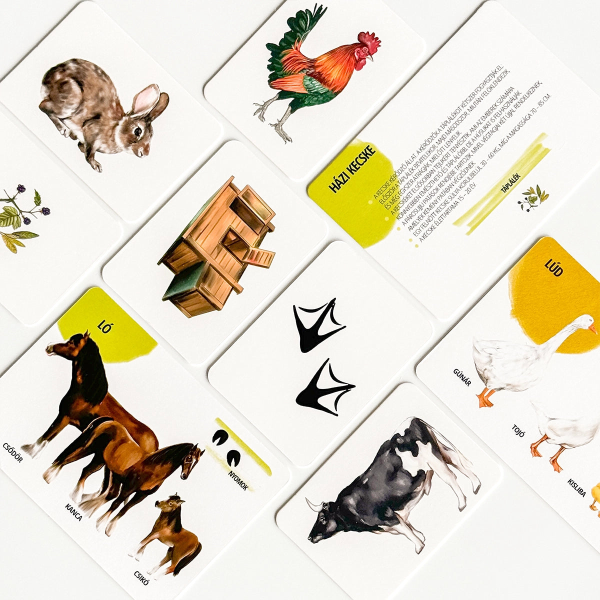 Oktató kártyakészlet - Háziállatok