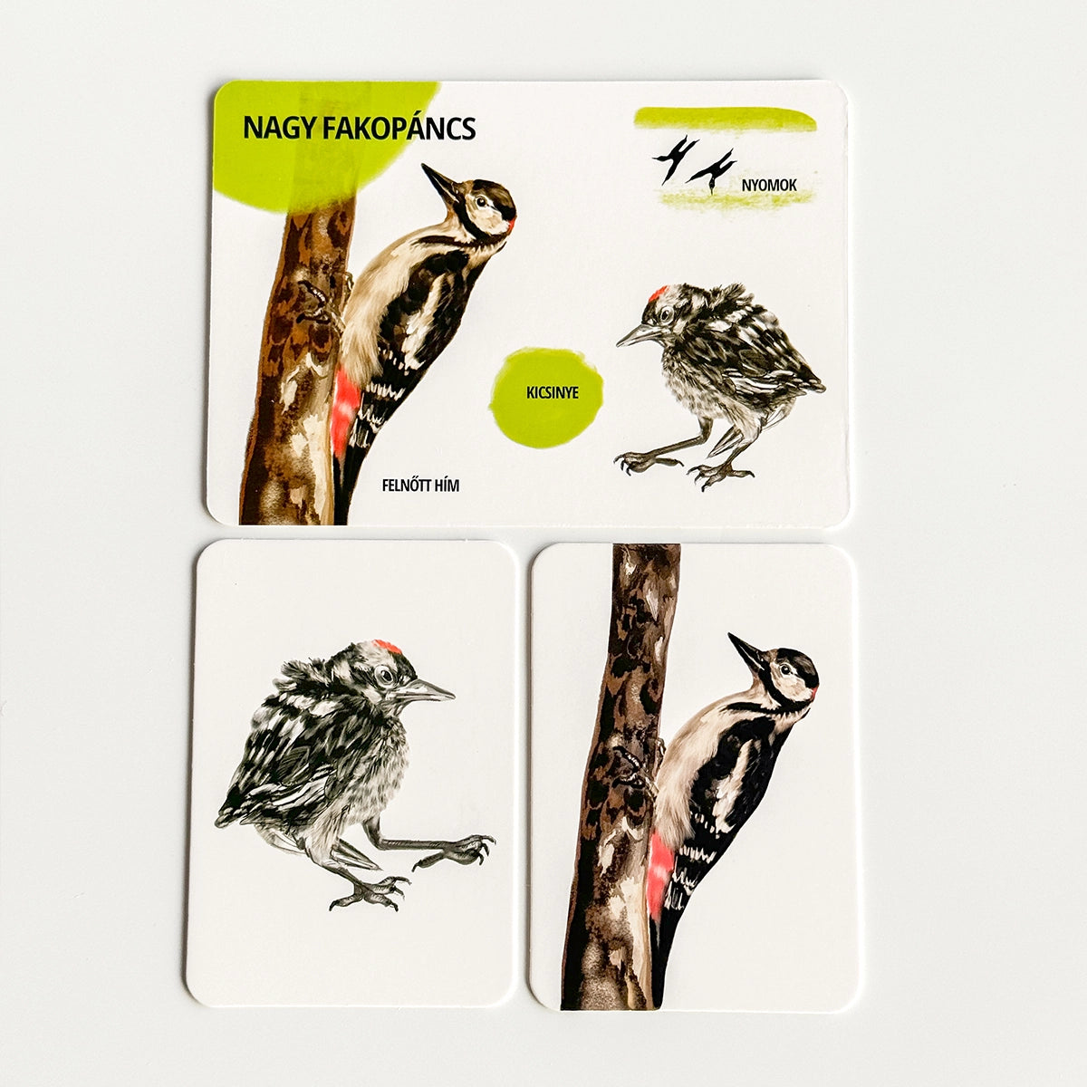 Oktató kártyakészlet - Erdei állatok