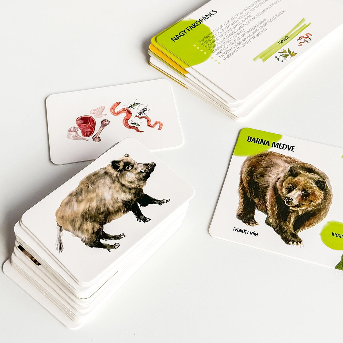 Oktató kártyakészlet - Erdei állatok