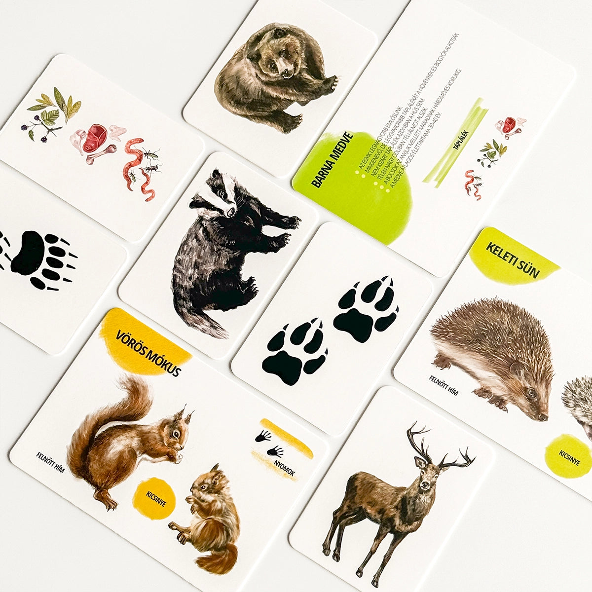 Oktató kártyakészlet - Erdei állatok