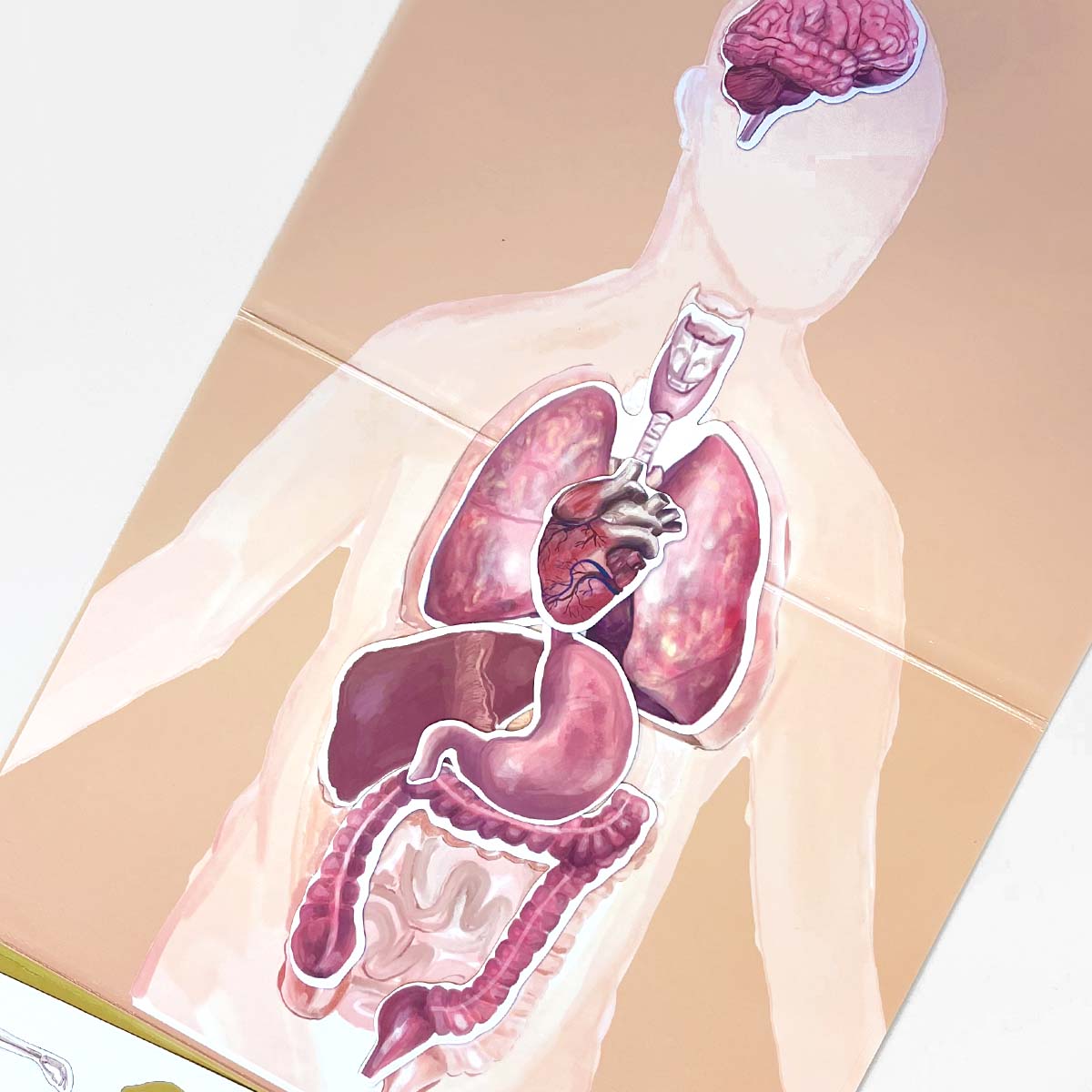 MAGBOOK- mágneses könyv - az emberi test