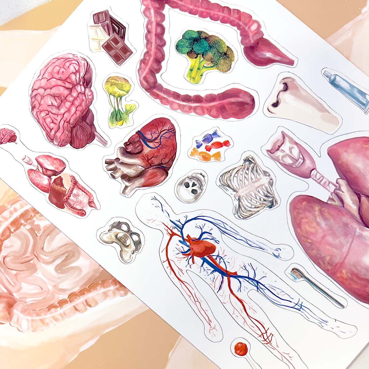 MAGBOOK- mágneses könyv - az emberi test