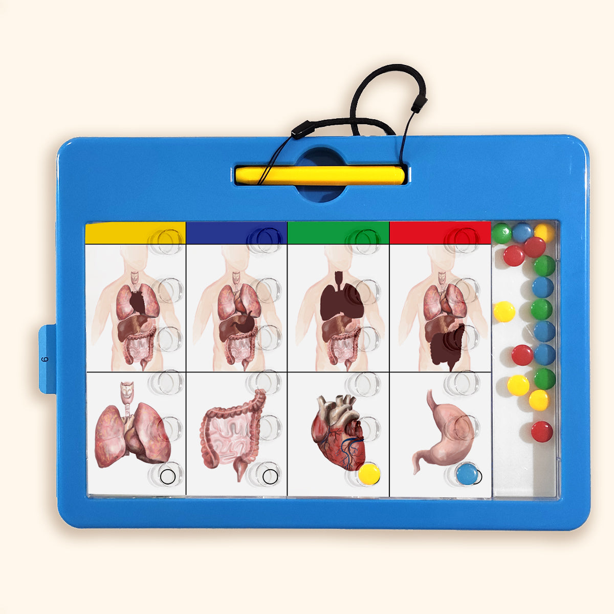Logidots kártyák -  Az emberi test